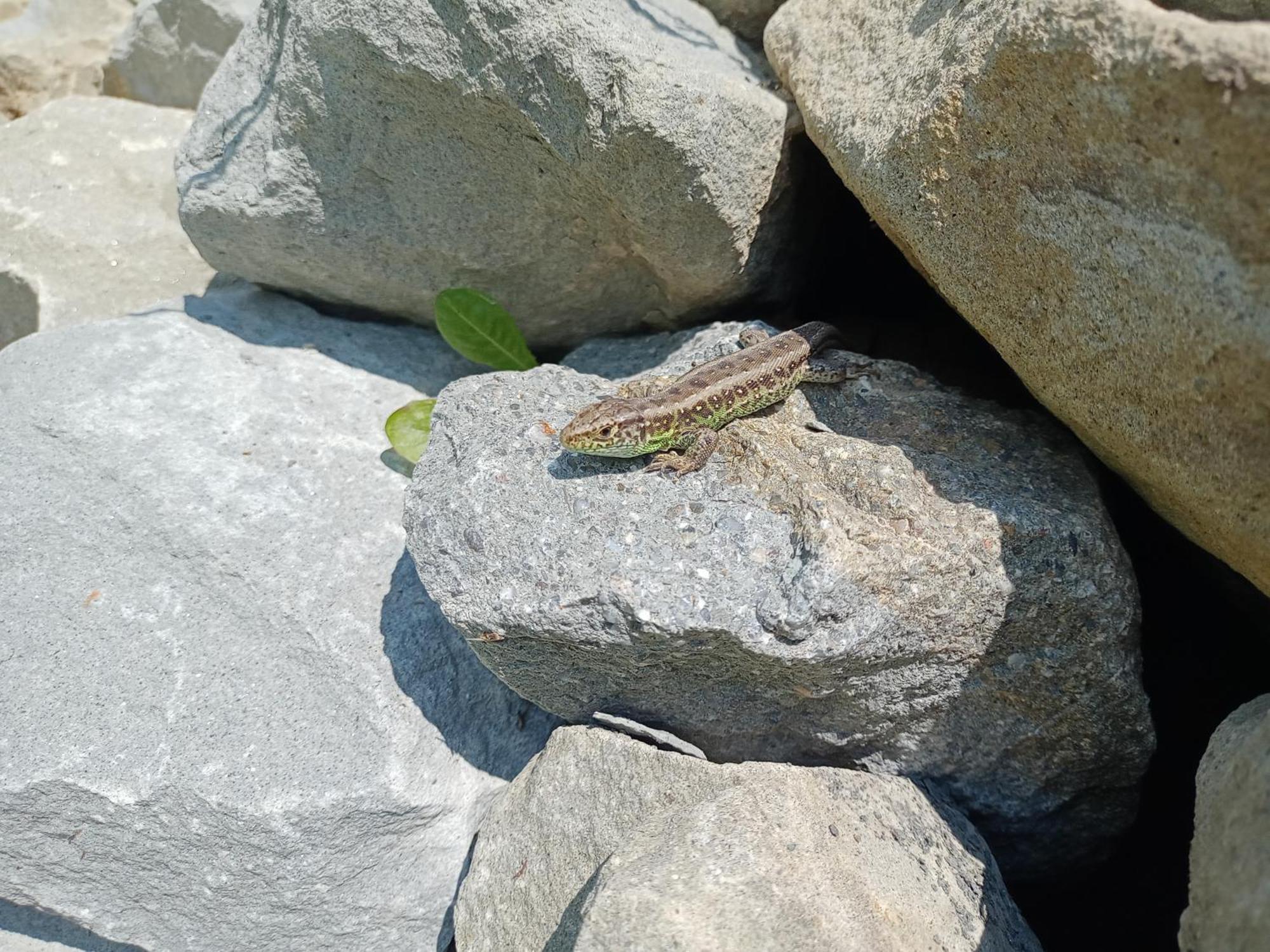 Hortensjowy Zakatek W Pieninach Sromowce Wyzne Exterior foto